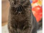 Merle, Domestic Shorthair For Adoption In Knoxville, Iowa