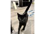 Charcoal, Domestic Shorthair For Adoption In Fremont, Nebraska