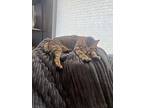 Murse, Domestic Shorthair For Adoption In Sedalia, Colorado