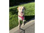 Molly, Labrador Retriever For Adoption In Lynnwood, Washington
