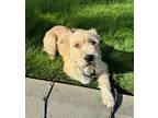 Baxter, Terrier (unknown Type, Medium) For Adoption In Lynnwood, Washington
