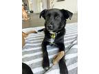 Aji, Labrador Retriever For Adoption In Toronto, Ontario