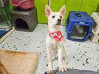 Boknam, Terrier (unknown Type, Small) For Adoption In Toronto, Ontario