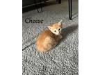 Cheese, Domestic Shorthair For Adoption In Hoover, Alabama