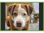 Mumford, Labrador Retriever For Adoption In Amherst, Massachusetts