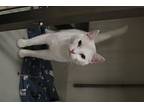 Luna 28c24, Domestic Shorthair For Adoption In Napoleon, Ohio