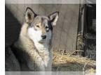 Wolf Hybrid PUPPY FOR SALE ADN-736127 - wolves for sale