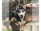 Siberian Husky DOG FOR ADOPTION RGADN-1098971 - Yogi - Siberian Husky (medium