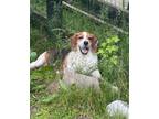 Adopt Dale Junior a Tricolor (Tan/Brown & Black & White) Beagle / Hound (Unknown