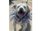 Adopt Coco a Standard Schnauzer / Poodle (Standard) / Mixed dog in Los Angeles