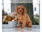 Cavalier King Charles Spaniel-Goldendoodle Mix PUPPY FOR SALE ADN-832174 -