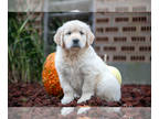 English Cream Golden Retriever PUPPY FOR SALE ADN-832106 - AKC English Cream