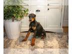 Doberman Pinscher PUPPY FOR SALE ADN-832004 - Gorgeous Doberman Pinscher Puppies