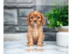 Cavalier King Charles Spaniel PUPPY FOR SALE ADN-831951 - Adorable ICA Cavalier