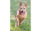 Adopt Hailey a Tan/Yellow/Fawn Terrier (Unknown Type, Medium) / Mixed dog in