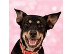 Adopt Rita - Adopt Me! a Australian Kelpie / Shepherd (Unknown Type) / Mixed dog