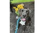 Adopt Rocky a Black - with White Boxer / Brittany / Mixed dog in Rockaway