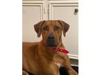 Adopt Coby a Red/Golden/Orange/Chestnut Rhodesian Ridgeback / Mixed dog in