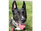 Adopt Belle - Foster or Adopt Me! a Labrador Retriever / Australian Shepherd /