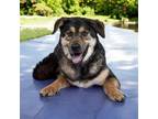 Adopt HAPPY HEIDI a Tricolor (Tan/Brown & Black & White) Shepherd (Unknown Type)