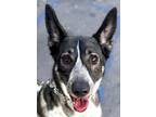 Adopt Cleo - Foster or Adopt Me! a Shepherd (Unknown Type) / Cattle Dog / Mixed