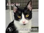 Adopt Jackie a Black & White or Tuxedo Domestic Shorthair / Mixed (short coat)