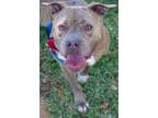 Adopt BooBoo a Brown/Chocolate - with White Terrier (Unknown Type