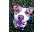 Adopt Momo a Tan/Yellow/Fawn - with White American Staffordshire Terrier /