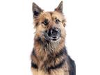 Adopt Kalli a German Shepherd Dog / Mixed dog in Mira Loma, CA (37988698)