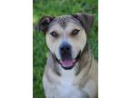Adopt Fernando a Brown/Chocolate - with Tan Terrier (Unknown Type
