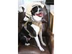 Adopt Julie a Black - with White Hound (Unknown Type) / American Staffordshire