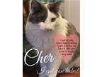 Adopt Cher a Gray or Blue (Mostly) Domestic Mediumhair / Mixed (medium coat) cat