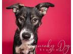 Adopt Harold a Tricolor (Tan/Brown & Black & White) Shepherd (Unknown Type) /
