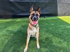 Adopt CHLOE a German Shepherd Dog / Mixed dog in Tustin, CA (38017522)