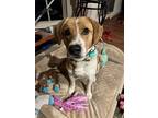 Adopt Chase a Tricolor (Tan/Brown & Black & White) Hound (Unknown Type) / Mixed