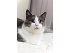 Adopt Gilbert a Domestic Shorthair / Mixed cat in Indiana, PA (37929378)