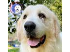 Adopt Leonardo a Great Pyrenees / Mixed dog in Portland, OR (37774358)