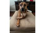 Adopt Titan a Tan/Yellow/Fawn - with White Hound (Unknown Type) / Cattle Dog /