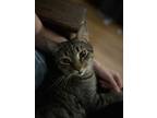 Adopt SOLOMON-adopt with Noah a Brown Tabby Domestic Shorthair / Mixed cat in