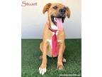 Adopt Stuart a Tan/Yellow/Fawn - with White Shepherd (Unknown Type) / Mixed dog