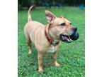 Adopt Raven a Tan/Yellow/Fawn Staffordshire Bull Terrier / Mixed dog in Sanford