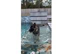 Adopt Queso a Brown/Chocolate - with Black German Shepherd Dog / Mixed dog in