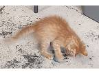 Beatty, Domestic Mediumhair For Adoption In Albemarle, North Carolina