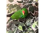 Dexter, Eclectus For Adoption In Ballwin, Missouri