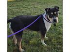 Princess, American Pit Bull Terrier For Adoption In Sandusky, Ohio