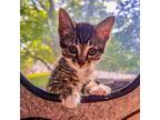 Tsuki, Domestic Shorthair For Adoption In Mead, Washington