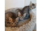Barbossa 1809-14, Domestic Shorthair For Adoption In Mead, Washington