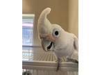 Big Bird, Cockatoo For Adoption In Monterey, California