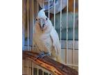 Kirby, Cockatoo For Adoption In Monterey, California