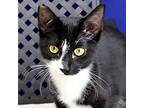 Mojo, Domestic Shorthair For Adoption In Fort Davis, Texas